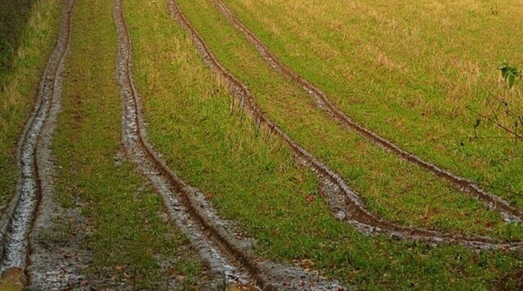 Tracks towards Offal Wood Probably caused by access for shooting parties.