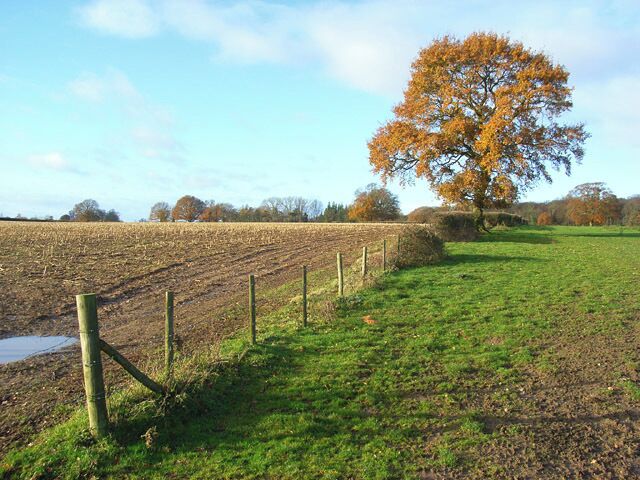 Farmland, Greys Here pastoral and arable fields meet. The woodland in the background is at Broadplat.