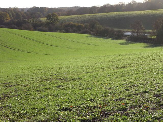 Farmland, Peppard Looking down over a cereal crop into the lower part of Stoney Bottom with Bottom Barn visible.