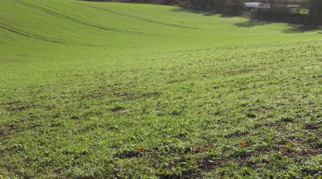 Farmland, Peppard Looking down over a cereal crop into the lower part of Stoney Bottom with Bottom Barn visible.