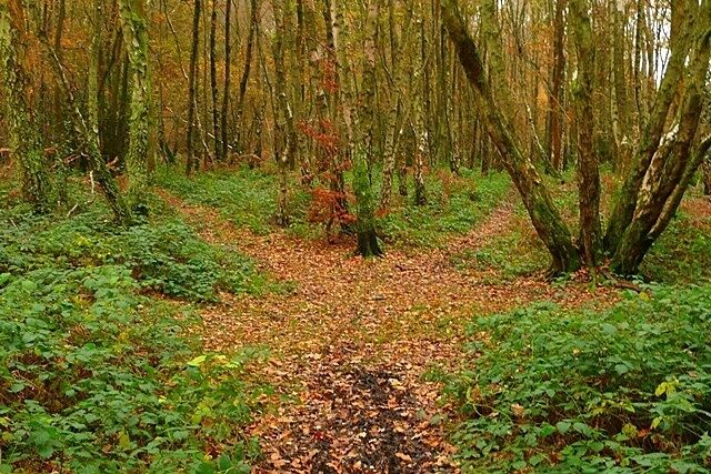 Tracks on Kingswood Common There is a confusing network of tracks through the common, with evidence of frequent horse use. The tree to the right seems to have been self-appointed as a direction marker.