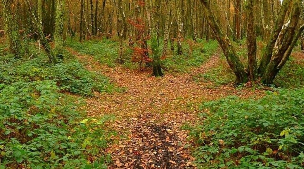 Tracks on Kingswood Common There is a confusing network of tracks through the common, with evidence of frequent horse use. The tree to the right seems to have been self-appointed as a direction marker.