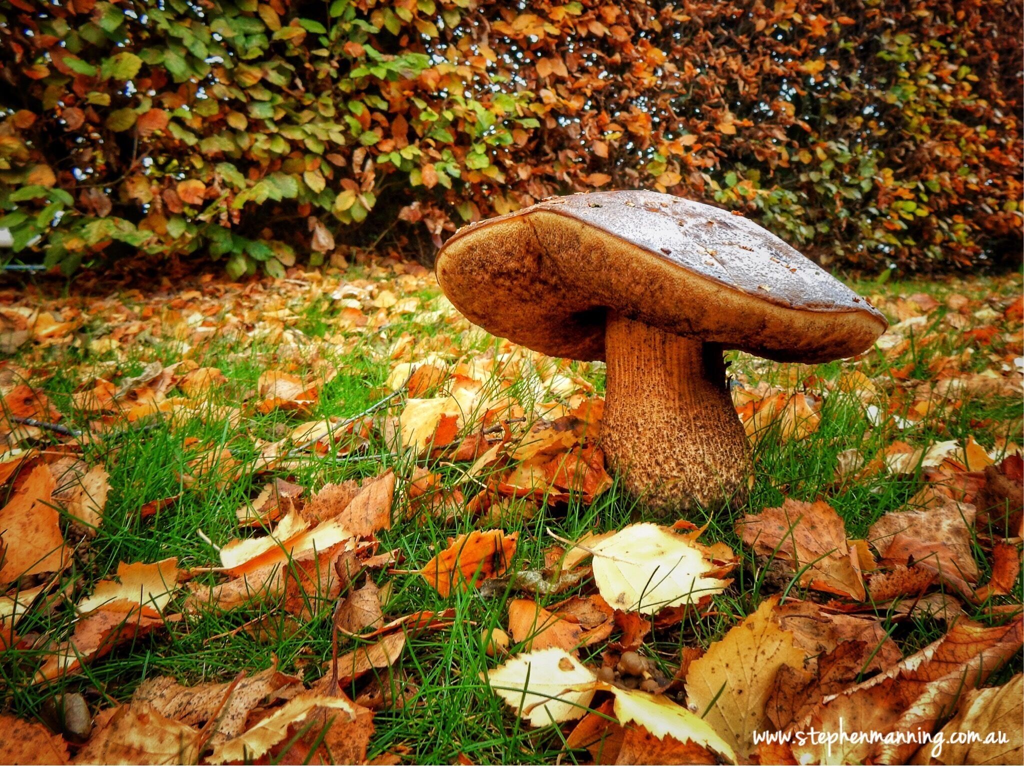 As Fall becomes Winter, leaves turn to earthy colours and cover the ground like a natural carpet. The mushrooms emerge to provide a tasty reward for the fungi fanatics prepared to brave the cold. Days become shorter and the pace of life slows before the snow falls and the long hibernation begins. I could visualise a tiny door in the stalk closed tight against the cold, a window with a warm light glowing and a chimney with a curl of smoke coming out. 