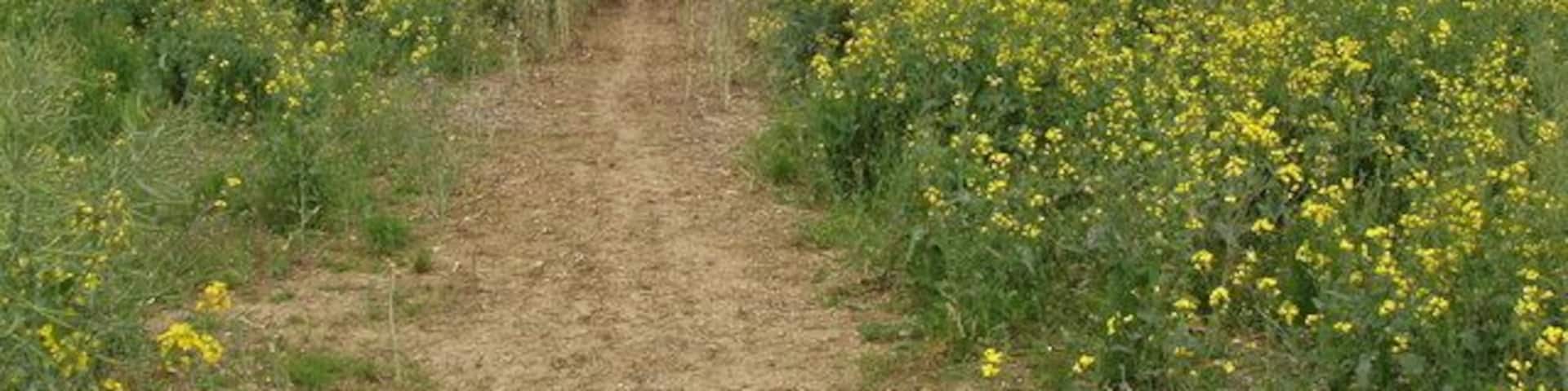 Footpath through field of rape, Murcott. This is at the end of the flowering of the rape. The rape has been cut back on the public footpath, keeping it easy to walk along it.