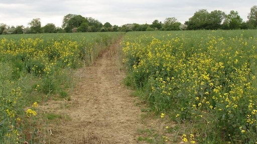 Footpath through field of rape, Murcott. This is at the end of the flowering of the rape. The rape has been cut back on the public footpath, keeping it easy to walk along it.
