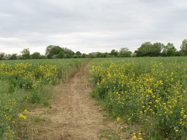 A dirt path through a field of yellow flowers.
