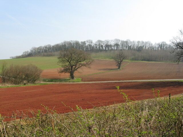 Hedgerow, ploughed fields and trees Looking into a valley with a track leading to "Hamburger Hill" and a few trees to boot.