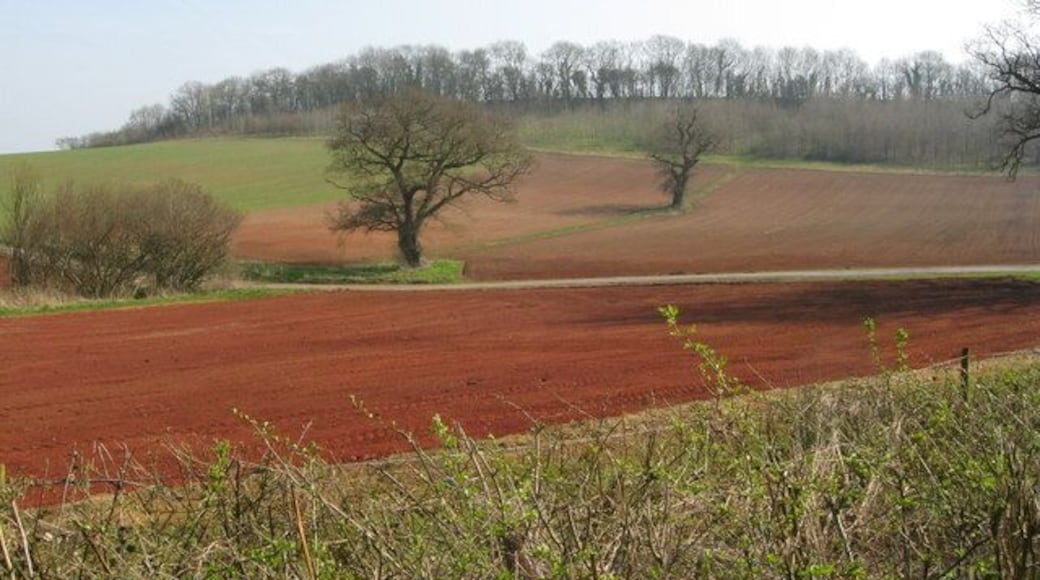 Hedgerow, ploughed fields and trees Looking into a valley with a track leading to "Hamburger Hill" and a few trees to boot.