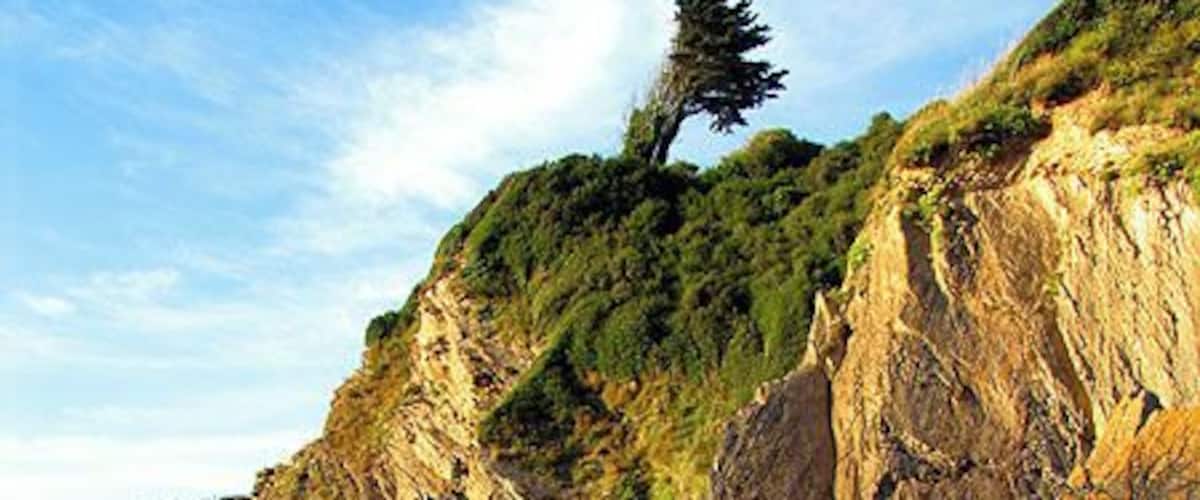 Wind Sculpture at Combe Martin. A tree sculpted by the strong winds on Lester Cliff at Combe Martin.