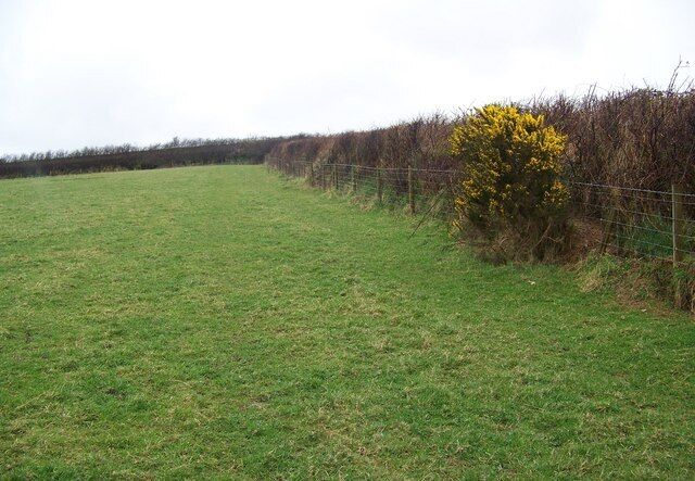 Field boundaries near West Down It is difficult to date hedges unless there is documentary evidence as to their planting, but one theory is to count the species in a 30 metre stretch and each species counts as a century. Only count older plants and not saplings.