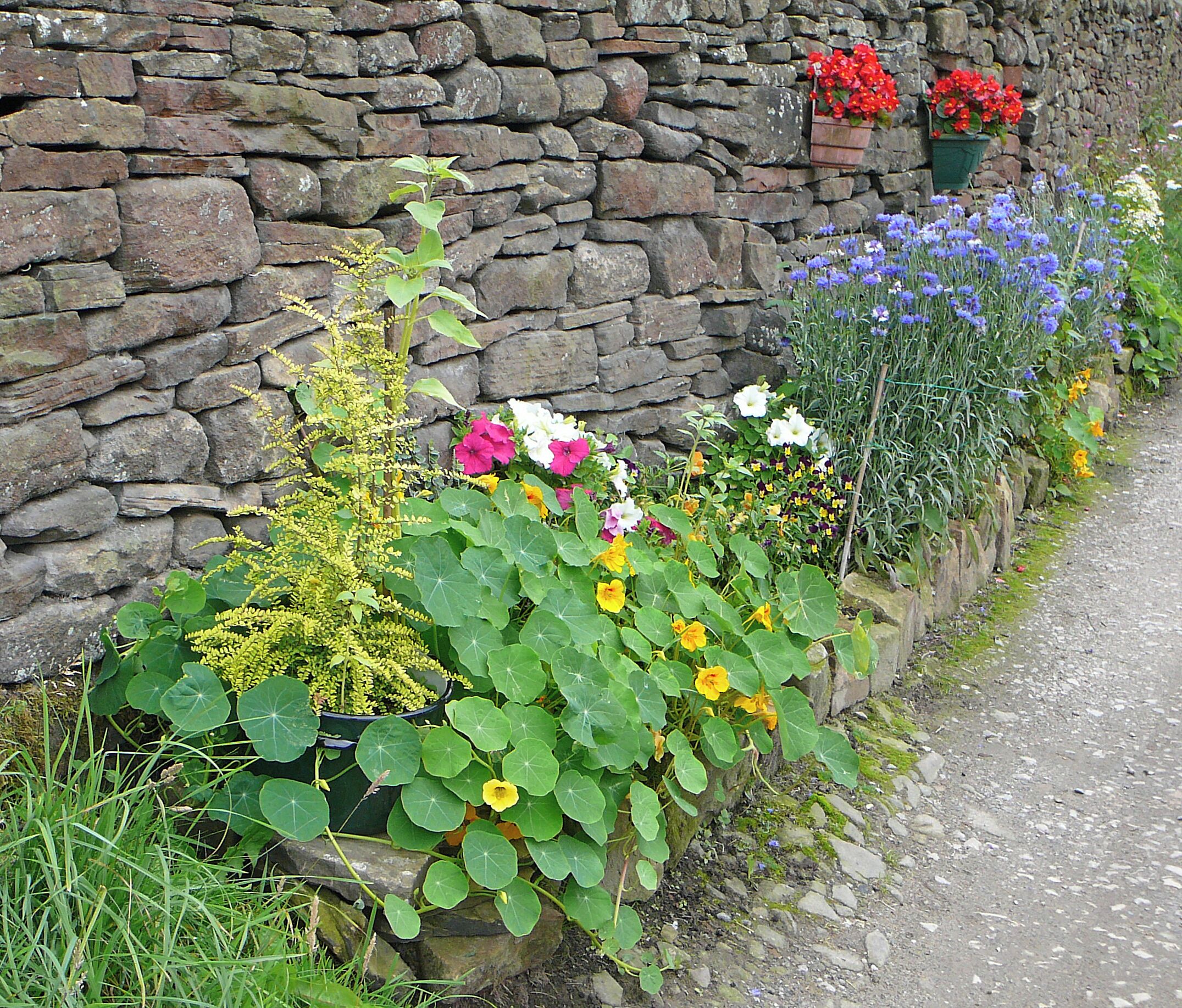 Flowers by the wall, Hainworth