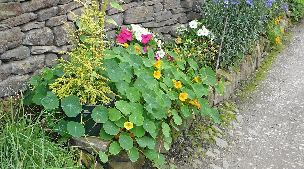 Flowers by the wall, Hainworth