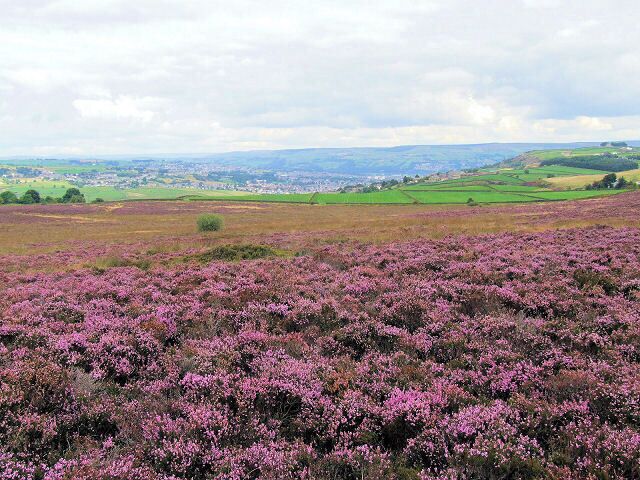 A field of purple heather flowers with a distant view of a town and rolling hills.