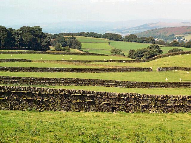 A rural landscape with rolling hills, stone walls, and scattered sheep.