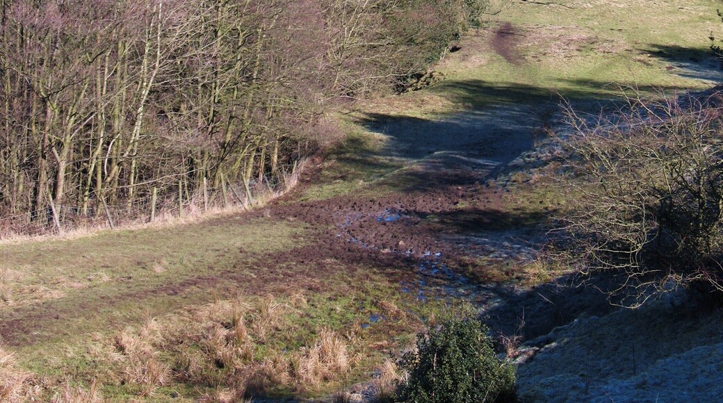Gill Beck valley The view downstream towards Oak Wood Farm.
