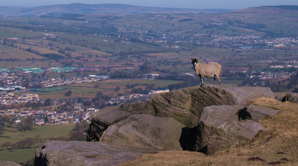 Woolly jumper? This ewe appeared to be eyeing up the possibility of a quick abseil down the crag to tasty grass below, or maybe she just wanted to be in the photo. Airedale in the background.
