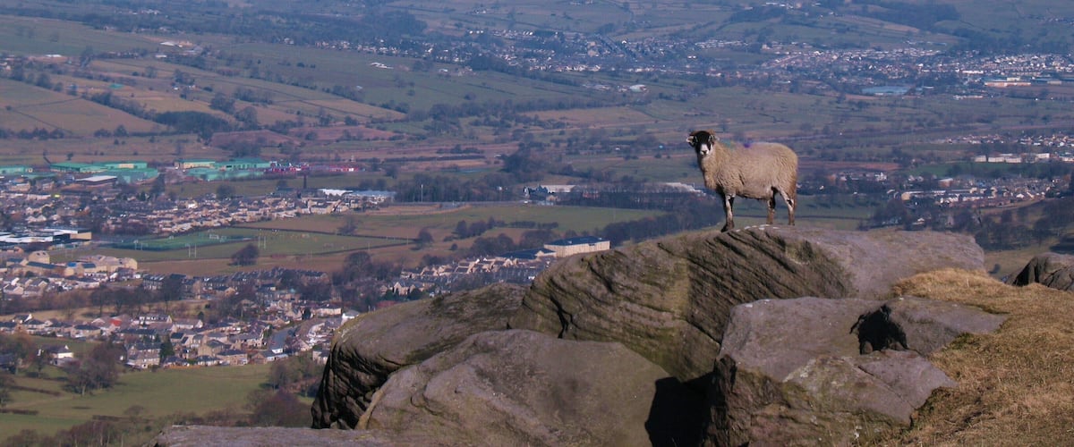 Woolly jumper? This ewe appeared to be eyeing up the possibility of a quick abseil down the crag to tasty grass below, or maybe she just wanted to be in the photo. Airedale in the background.