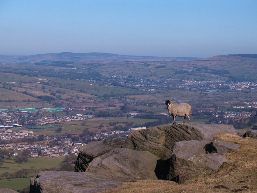 Woolly jumper? This ewe appeared to be eyeing up the possibility of a quick abseil down the crag to tasty grass below, or maybe she just wanted to be in the photo. Airedale in the background.