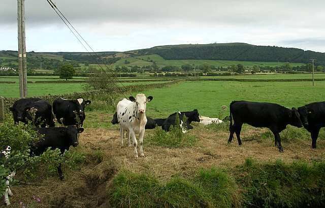 A herd of cows grazing in a green field with hills in the background.