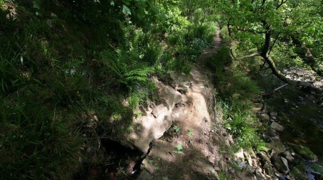 Mill Stream, Newsholme Dean Looking downstream, the covered mill stream on the left has collapsed. Dean Beck is on the right.