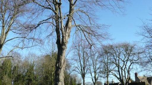 Fine specimen tree on Bletchingdon village green Several trees grace the triangular space in the centre of the village.