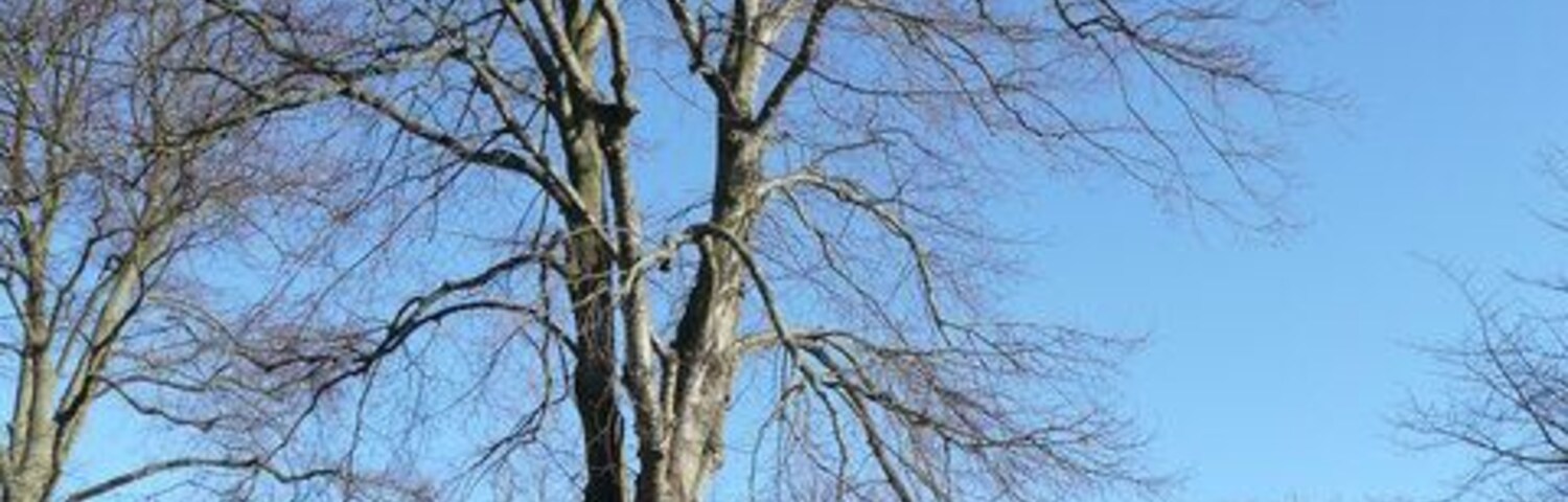 Fine specimen tree on Bletchingdon village green Several trees grace the triangular space in the centre of the village.
