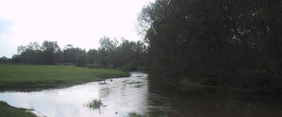 A calm river with ducks, surrounded by grassy banks and trees.
