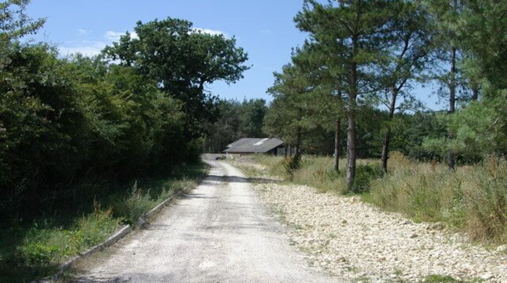 Whitecross Green Wood, Horton-cum-Studley, Buckinghamshire: view from entrance gate of track leading to fishing pool.