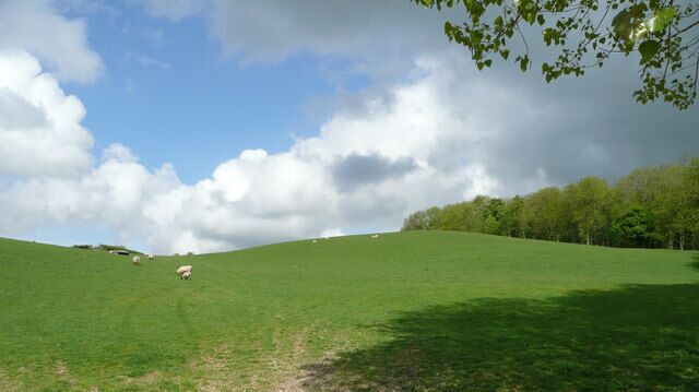 Pasture by the Hengoeds View west of the lane to the Hengoed Farms. The woodland is Gorse Plantation.