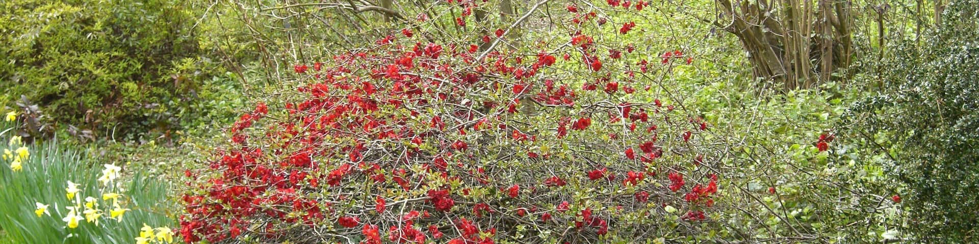 Hergest Croft Gardens