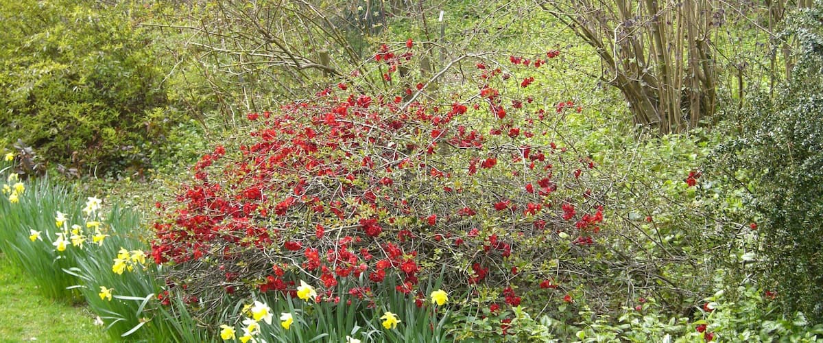 A garden with yellow daffodils and red flowers.