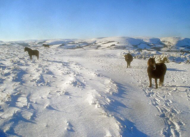 A snowy landscape with horses grazing.