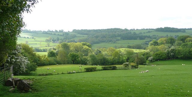A green field with sheep, rolling hills, and trees.