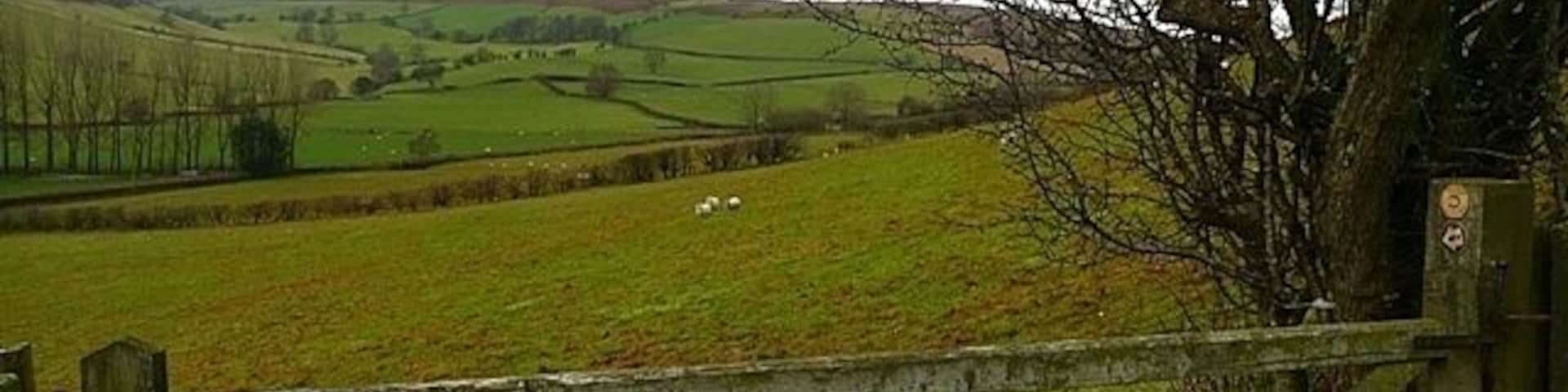Cnwch Bank The name is that of the western slope of Llanfihangel Hill to the right. Access land slopes down to here, where the valley bottom sheep pastures start. The view looks up Cwm Ceste towards Gwaunceste Hill SO1655 on the horizon.