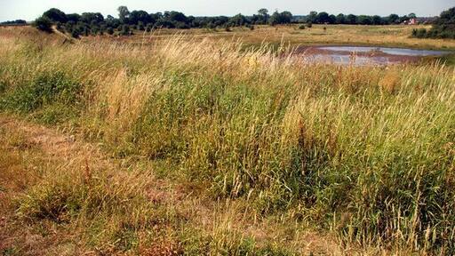 Nature Reserve 3 - Town Lane Abstraction of sand was taken down to the natural water table, hence the pond.