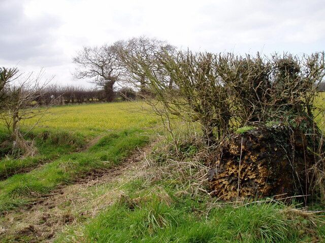 Farmland in March at Winterbottom Trees without leaves and an early cereal crop in the Cheshire field near Mere in March.