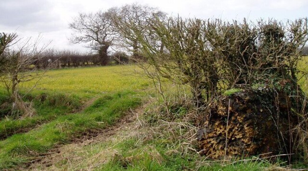 Farmland in March at Winterbottom Trees without leaves and an early cereal crop in the Cheshire field near Mere in March.