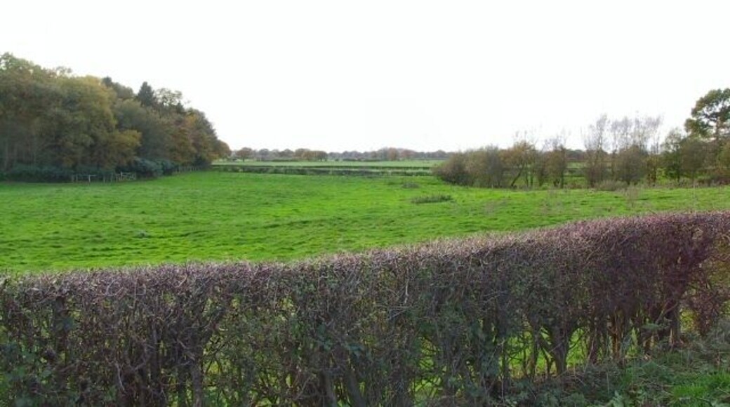 Woods at Mere. Halfway between Mere and Hoo Green on the A50 is a layby, from which this shot to the southwest shows a corner of the woods behind Mere Hall.