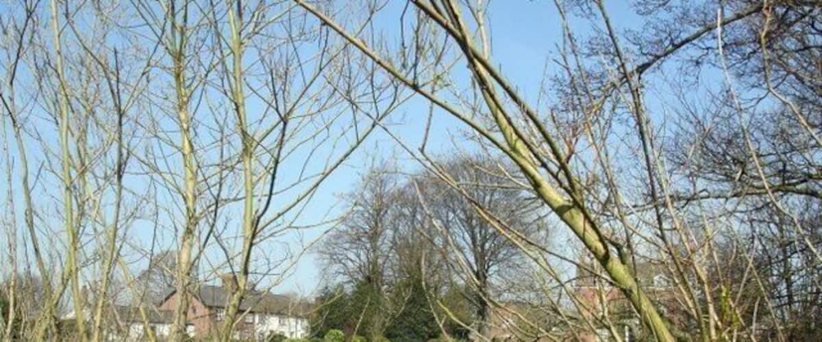 A pond surrounded by trees and houses in a park.