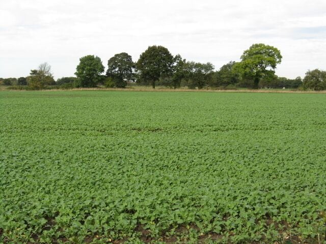 Um extenso campo de plantações verdes sob um céu nublado.