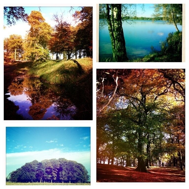 Autumn at Tatton #treetrove