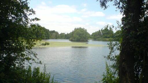 Leybourne Lake. Looking out over Leybourne Lake, an island with some trees can be seen in the distance.