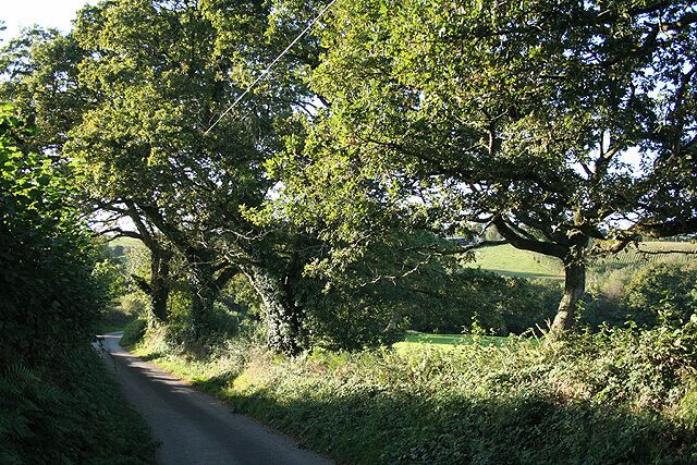 Tresmeer: lane with oak trees Near Ashgrove Farm, Tremaine