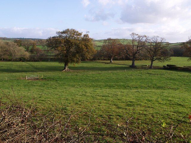 Trees in the Tamar valley Oak trees near Tamatown. The Tamar runs across the picture along the line of trees beyond.