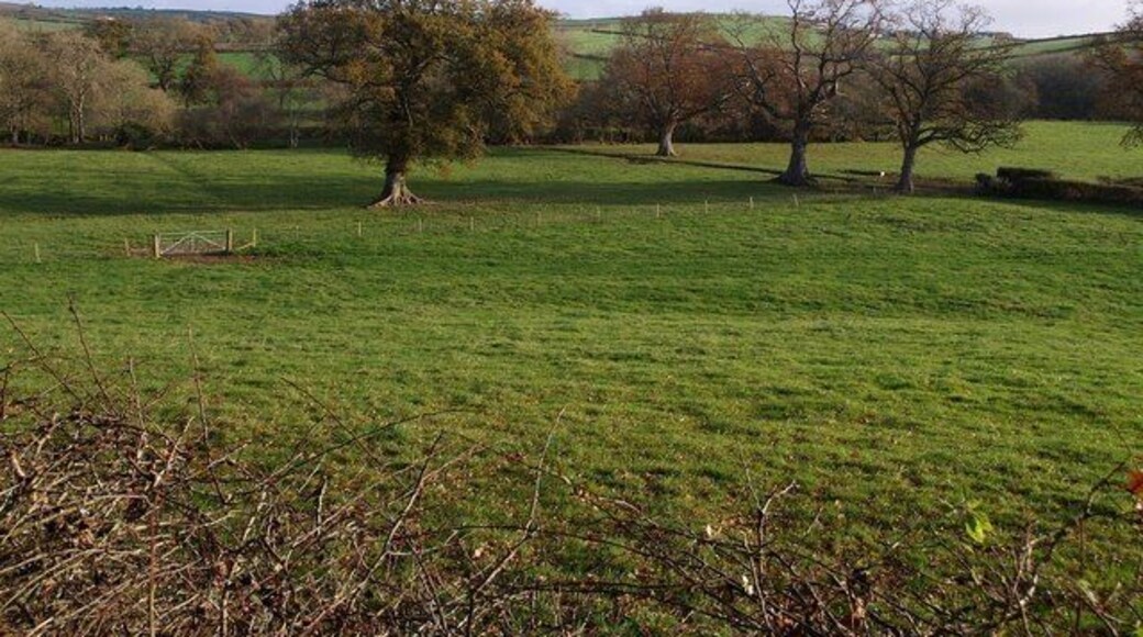 Trees in the Tamar valley Oak trees near Tamatown. The Tamar runs across the picture along the line of trees beyond.
