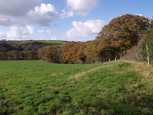 Trees near the Tamar Seen from St. Giles on the Heath Footpath 3 as it passes through the field boundary on the right, which drops (actually it is the western side of an old track) along the line of the oaks to meet Northcott Wood on the other side of a small stream. The River Tamar is a couple of hundred metres to the left, more or less on the gridline.