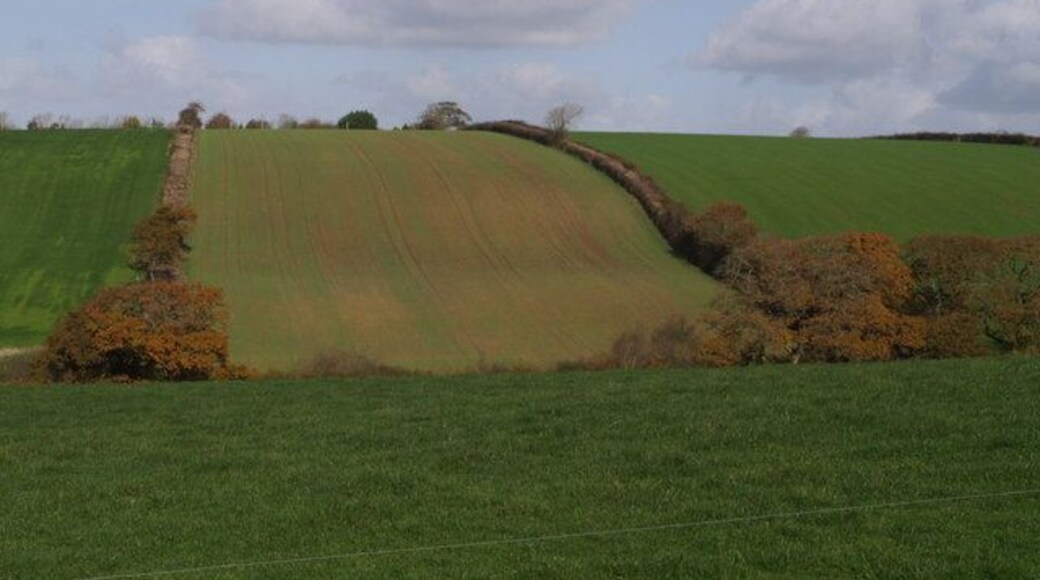 Farmland near Higher Northcott Field boundaries and crop lines flow up the slope of the valley of a small tributary of the Tamar. Seen from the no through lane off the A388 leading to the farm at Hele.