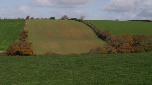 Farmland near Higher Northcott Field boundaries and crop lines flow up the slope of the valley of a small tributary of the Tamar. Seen from the no through lane off the A388 leading to the farm at Hele.