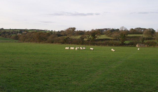 Sheep at Owl's Roost Gently sloping countryside west of Congdon's Shop, seen from the junction of lanes from Trebartha and North Hill. At the far left of this field, a small tributary of the Lynher rises. The fenced area on the right contains some extremely vociferous dogs.
