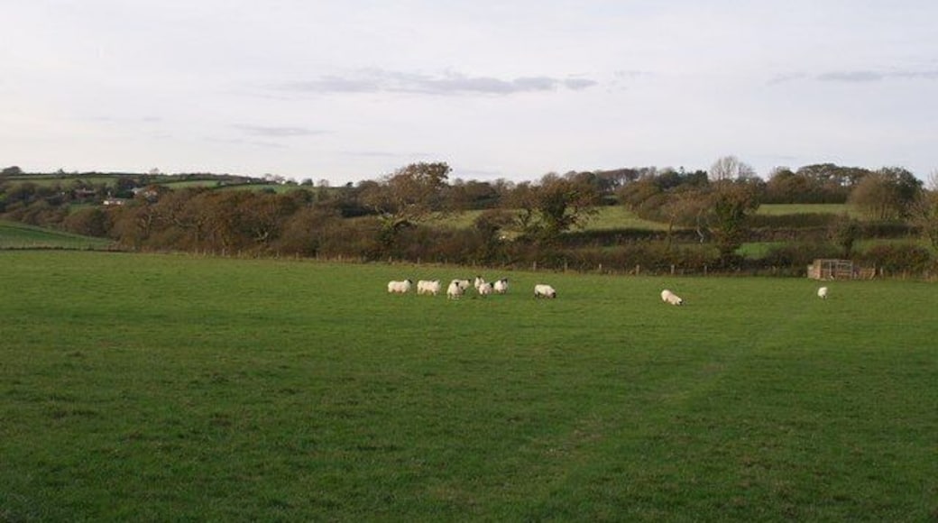 Sheep at Owl's Roost Gently sloping countryside west of Congdon's Shop, seen from the junction of lanes from Trebartha and North Hill. At the far left of this field, a small tributary of the Lynher rises. The fenced area on the right contains some extremely vociferous dogs.